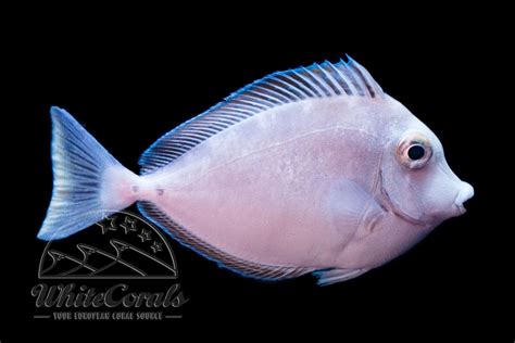 unicorn fish|Naso brevirostris .